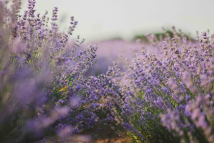 découvrez notre sélection de fragrances envoûtantes qui éveillent les sens et laissent une empreinte inoubliable. explorez des parfums uniques pour chaque occasion et révélez votre personnalité à travers des notes olfactives raffinées.