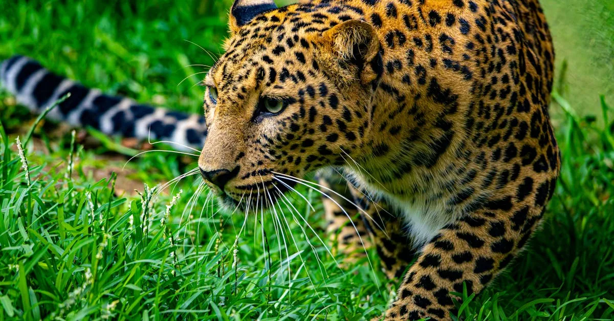 découvrez comment la curiosité stimule l'apprentissage, l'innovation et l'exploration dans tous les aspects de la vie.