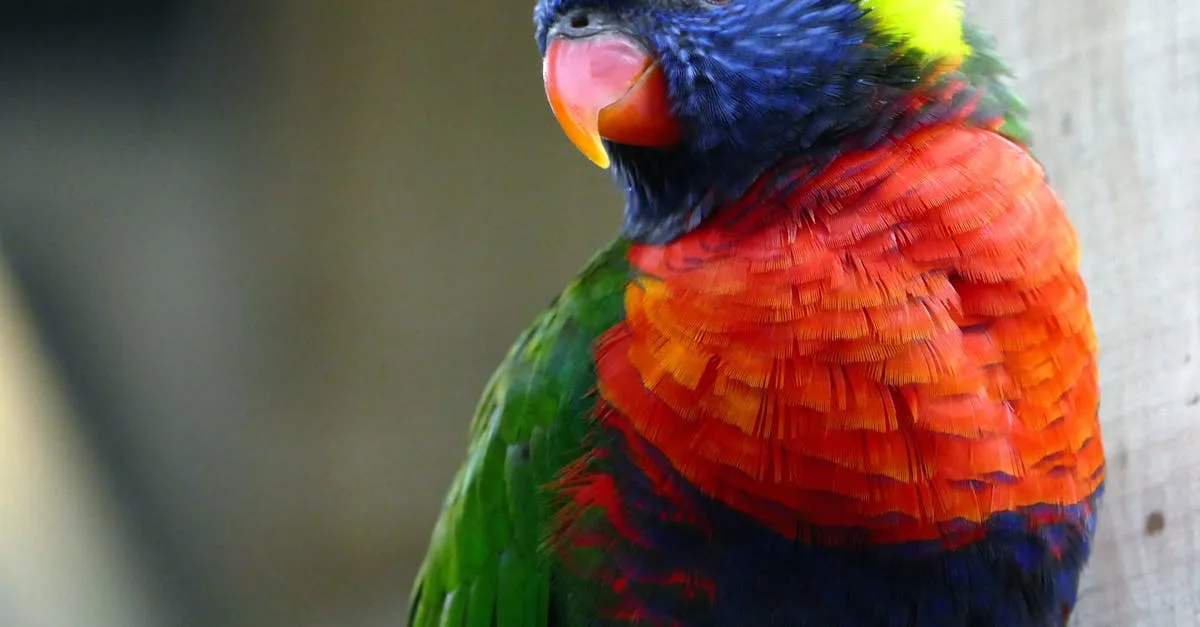 découvrez les red wing boots, des chaussures robustes et élégantes alliant qualité artisanale américaine et durabilité exceptionnelle, parfaites pour un style intemporel.