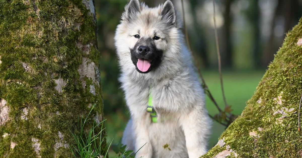 testez vos connaissances sur les races de chiens avec notre quiz interactif. découvrez à quel point vous reconnaissez les différentes races et apprenez en plus sur nos amis à quatre pattes !