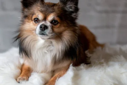 testez vos connaissances sur les races de chiens avec notre quiz amusant et éducatif. découvrez à quel point vous connaissez bien vos compagnons à quatre pattes !