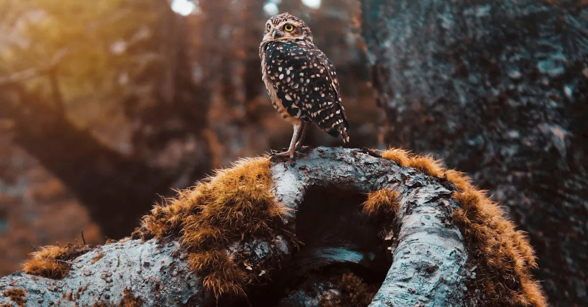 découvrez la signification et le pouvoir de votre totem animal. explorez les messages et les symboles associés à chaque animal pour mieux vous comprendre et vous guider.