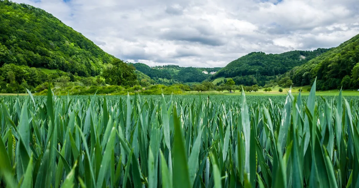 découvrez l'agriculture écologique, une méthode durable respectueuse de l'environnement qui favorise la biodiversité et la santé des sols pour une production alimentaire saine et responsable.