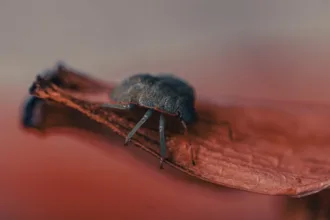 découvrez la technologie true tone qui ajuste automatiquement la couleur et l'intensité de l'écran pour un affichage naturel et confortable, adapté à l'environnement lumineux.