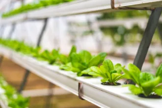 découvrez l'aquaponie, une méthode durable combinant culture hydroponique et élevage de poissons pour un jardinage écologique et productif.
