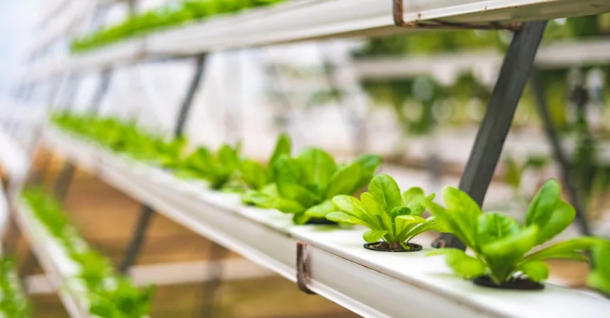 découvrez l'aquaponie, une méthode durable combinant culture hydroponique et élevage de poissons pour un jardinage écologique et productif.