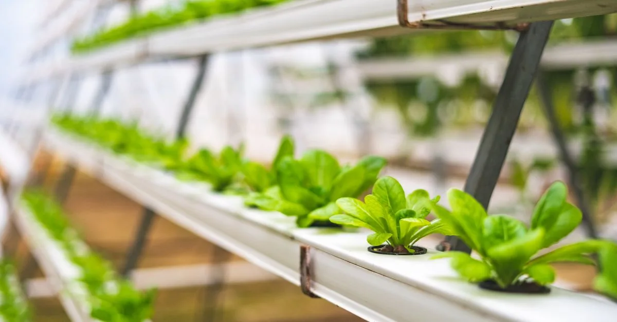 découvrez l'aquaponie, une méthode durable combinant culture hydroponique et élevage de poissons pour un jardinage écologique et productif.