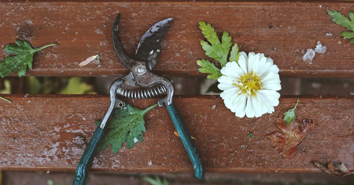 découvrez les meilleures techniques de taille pour vos plantes et arbres afin de favoriser une croissance saine et harmonieuse.