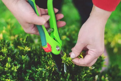 découvrez les meilleures techniques de taille pour entretenir vos plantes et arbres, favoriser leur croissance et améliorer leur santé.