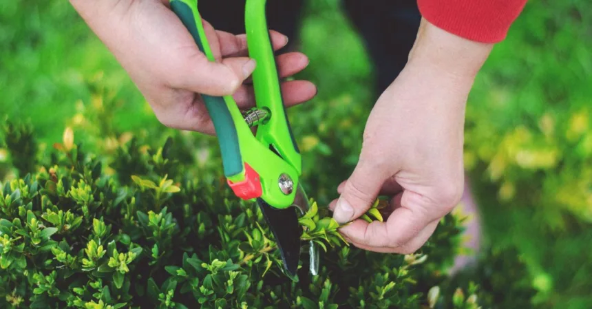 découvrez les meilleures techniques de taille pour entretenir vos plantes et arbres, favoriser leur croissance et améliorer leur santé.