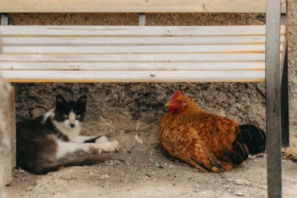 découvrez des conseils pratiques pour une coexistence harmonieuse avec votre chat, favorisant bien-être et respect mutuel au quotidien.